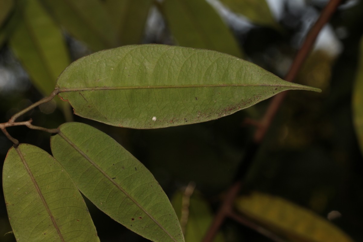 Stemonoporus gracilis Kosterm.